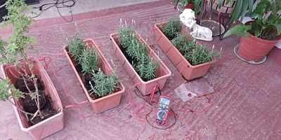 Desarrollan politécnicos energía vegetal.