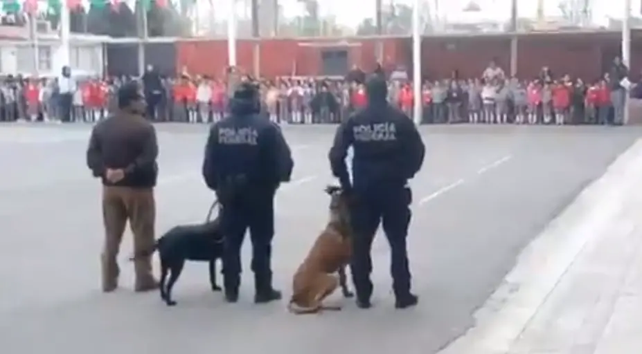 Polémica por operativo de la Policía Federal con perros en escuela de Torreón.